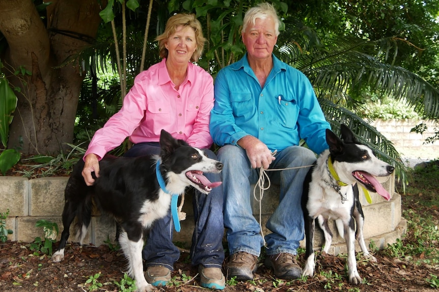 A man and woman in bright work shirts sit next to their black and white collies who look like they're ready to work