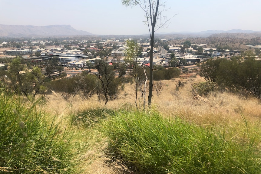 Buffel grass in foreground, Alice Springs in background