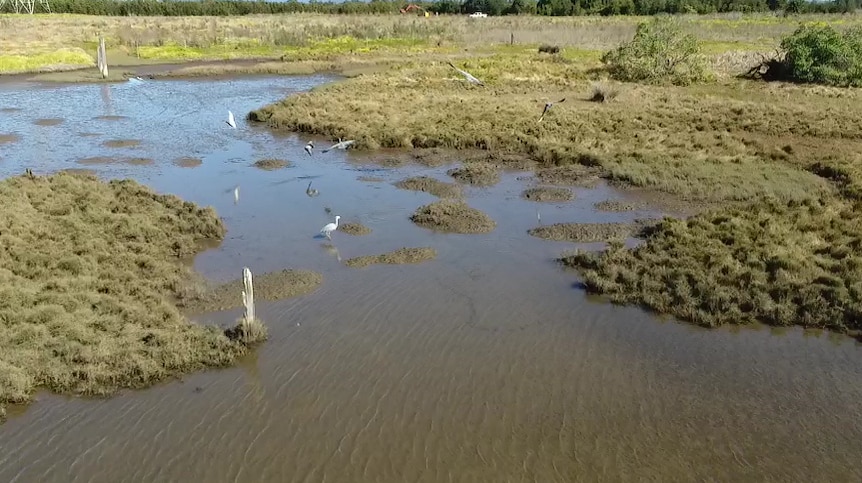 Birds at the Hunter Wetland National Park.