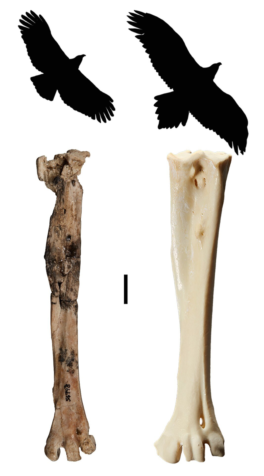 Two silhouettes of eagles and two leg bones