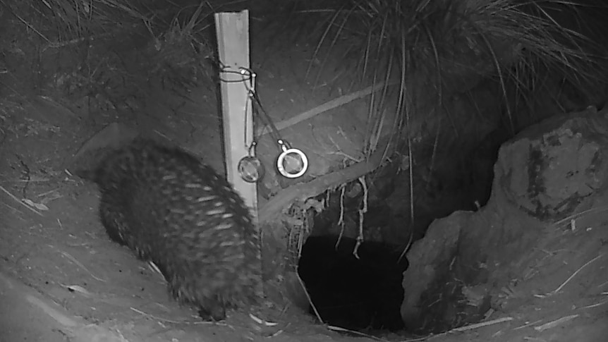 A black and white night vision shows an echidna near a deep burrow.