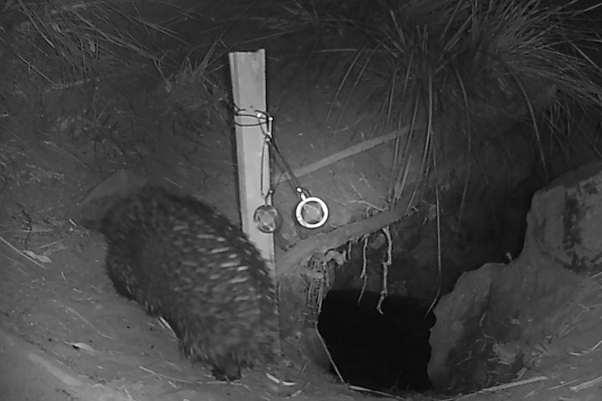 A black and white night vision shows an echidna near a deep burrow.