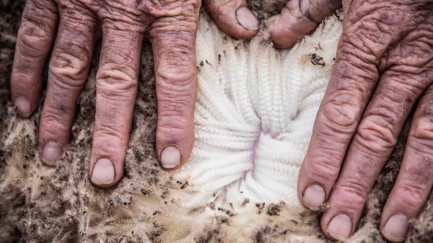 Wrinkled, heavily creased fingers part the thick wool on a merino sheep.