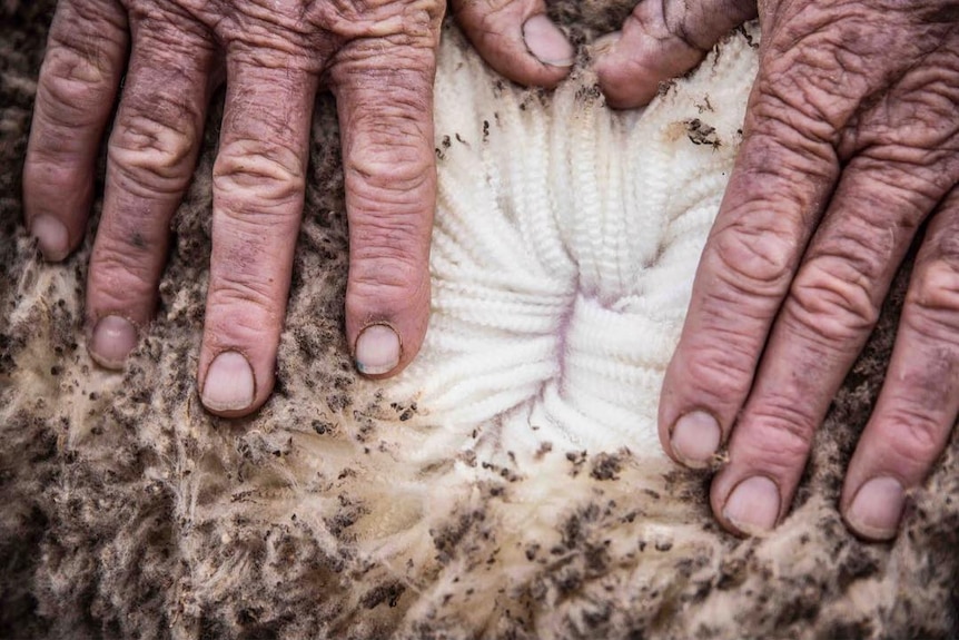 Wrinkled, heavily creased fingers part the thick wool on a merino sheep.