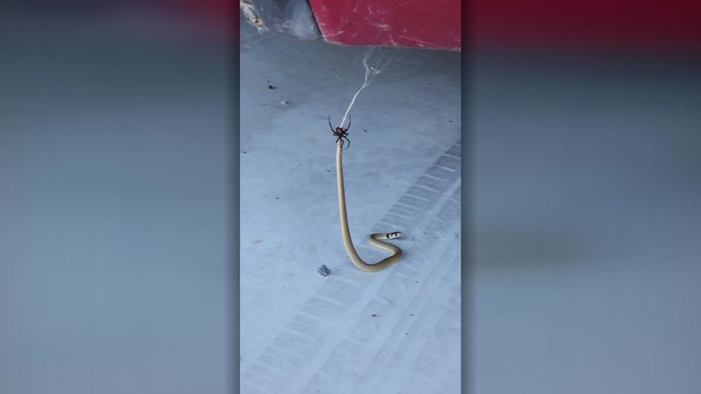 TODAY - A crop farmer has captured this incredible photo of a baby brown  snake caught and killed by a daddy long-legs spider on his farm at  Griffith, NSW. Only. In. Australia. (