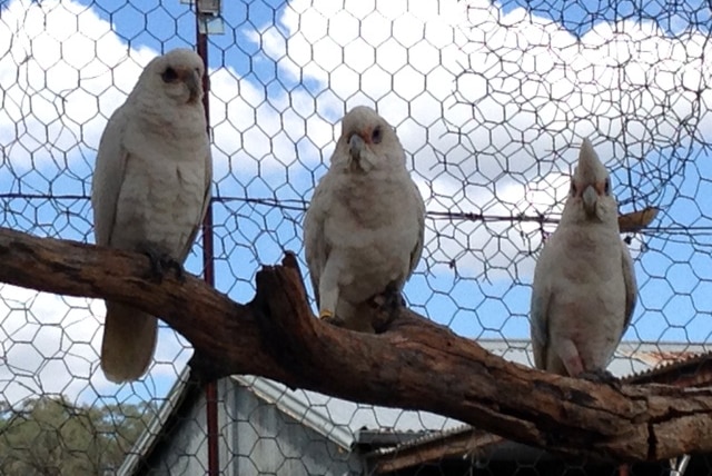 Sick birds in Dubbo