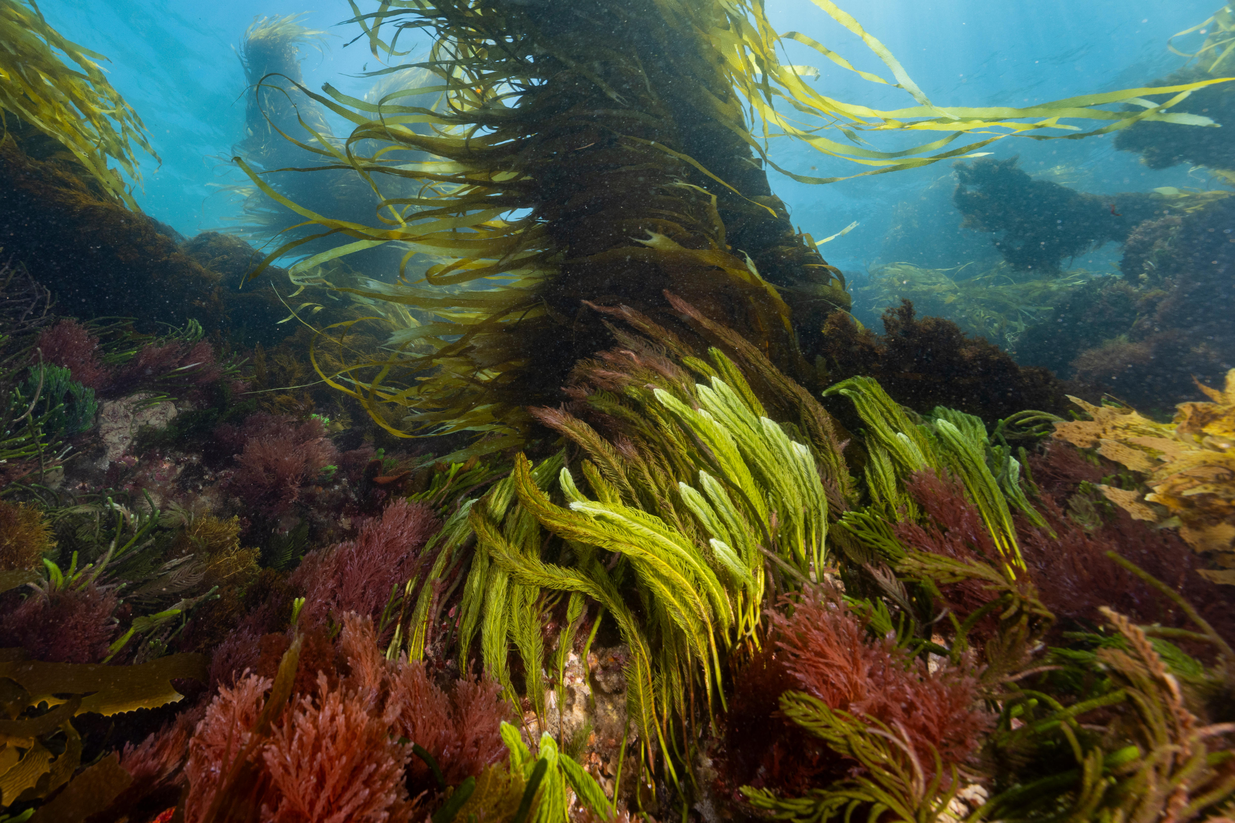 Festival encourages people to see seaweed's 'importance and beauty'