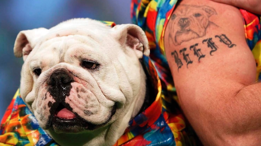 Beefy the bulldog heads to fashion show