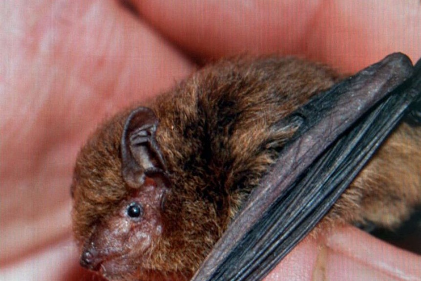 Christmas Island Pipistrelle