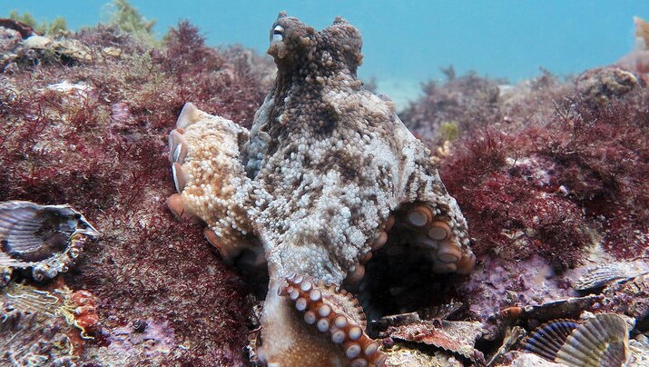 An octopus sitting on top of an octopus "city" which is made up of scallop shells they have eaten.