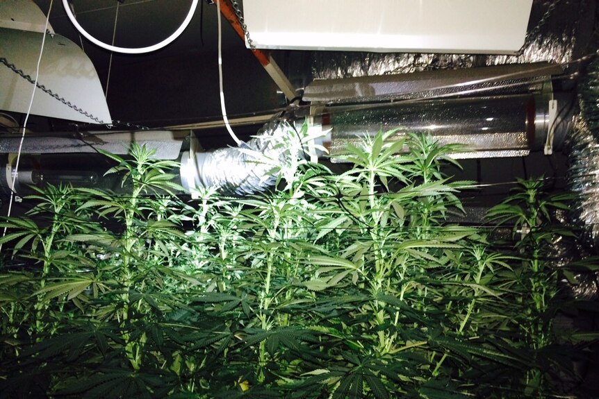 Cannabis in an underground bunker at Ingle Farm in Adelaide's North East