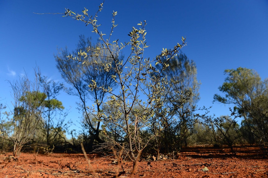 A mulga tree in the outback.