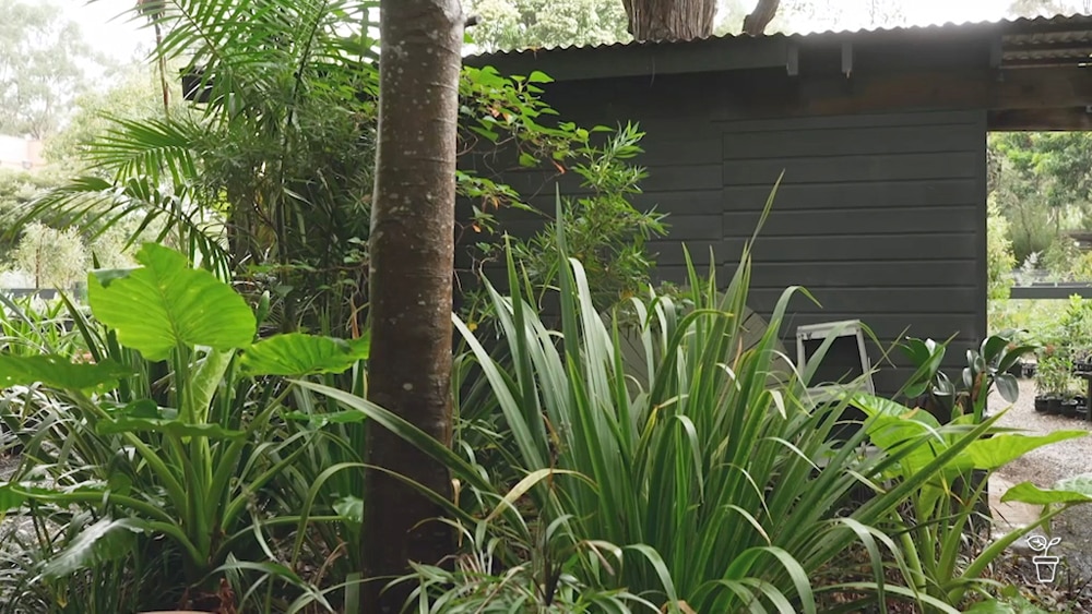 Shady Lovers - Gardening Australia
