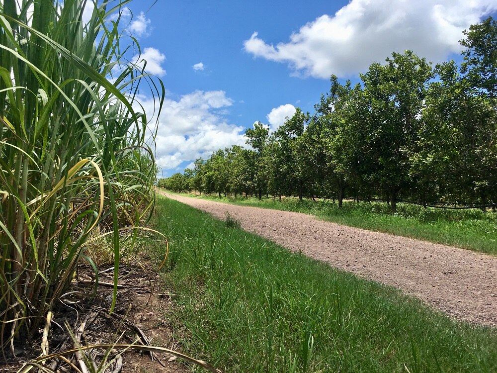 Macadamia orchards cropping up amongst the cane fields in Queensland