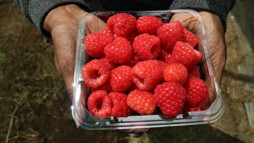 Two hands hold a punnet of raspberries