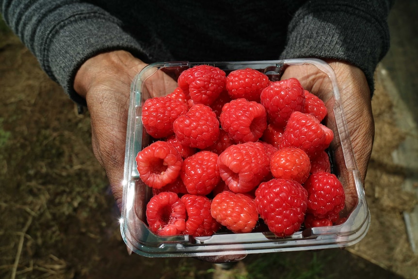 Hands hold a punnet of raspberries.