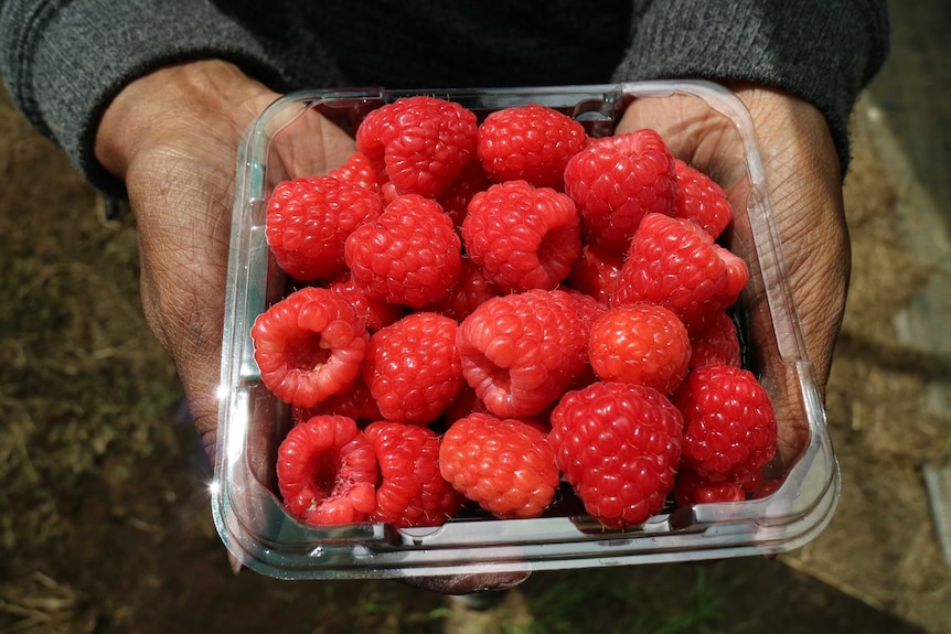 two hands hold a punnet of raspberries