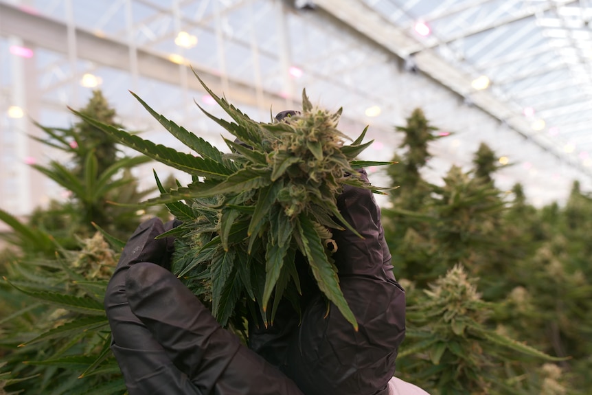 Two hands wearing black gloves hold the bud of a medicinal cannabis plant in a glasshouse. Behind the hands more plants grow.