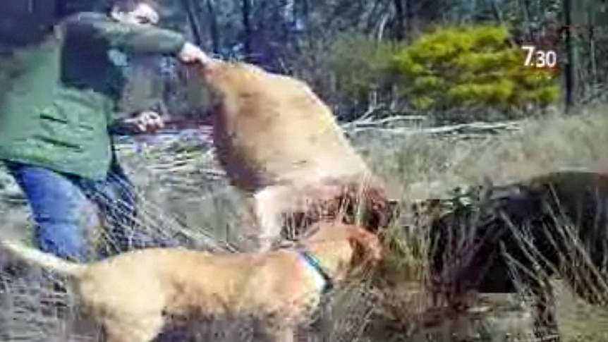 An undated video still shows a man on a wild boar hunt with his dogs.