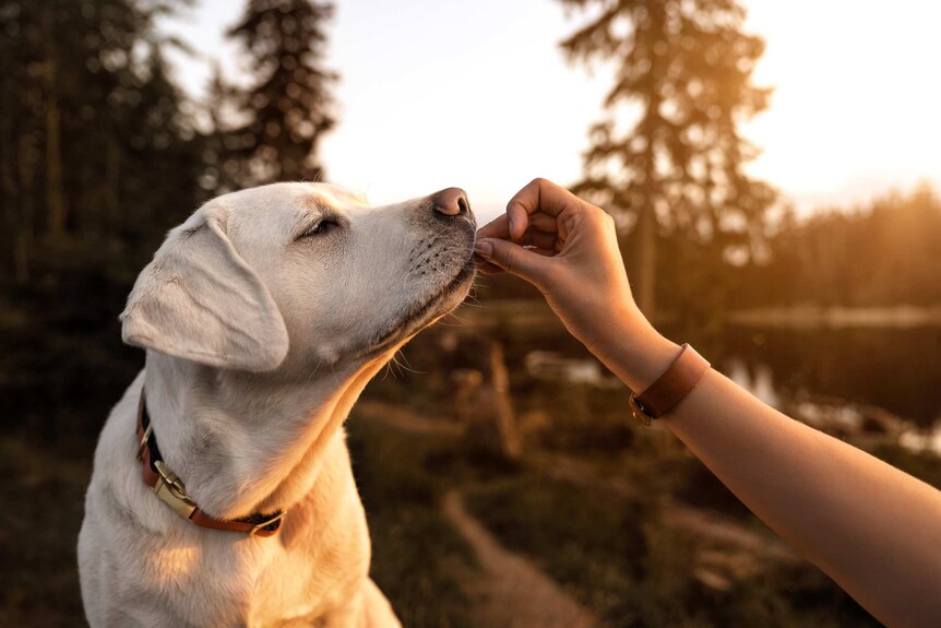 A Labrador puppy eats food out of a person's hand at sunset.