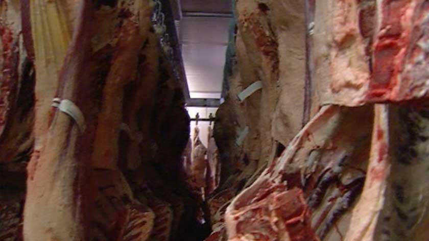 Meat carcasses hanging at a meatworks