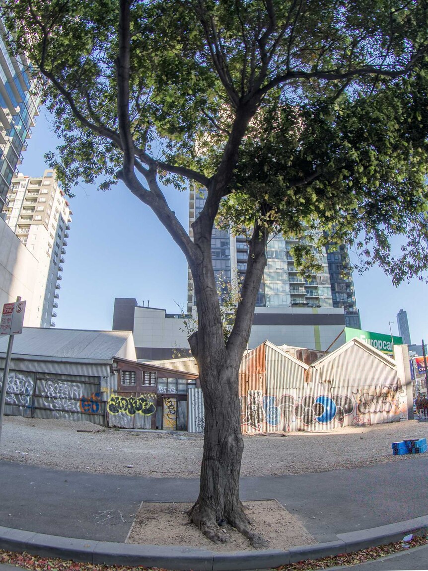 A tree sits alongside a street in an urban environment in Melbourne city.