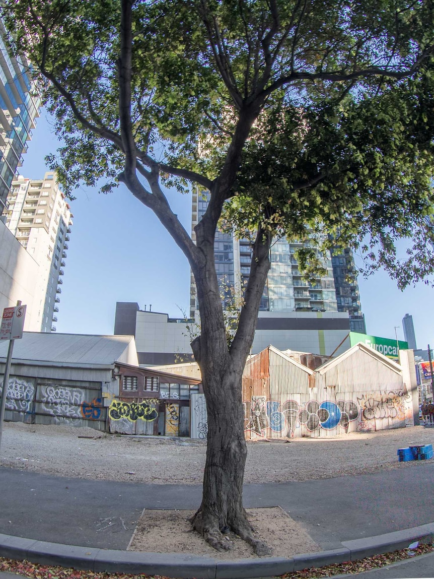 A tree sits alongside a street in an urban environment in Melbourne city.