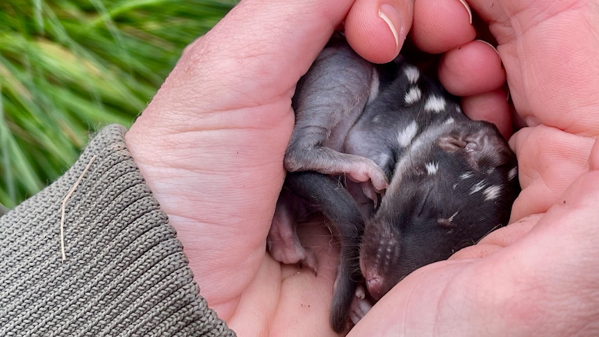 A baby quoll, brown with white spots, curled up in a person's hands.