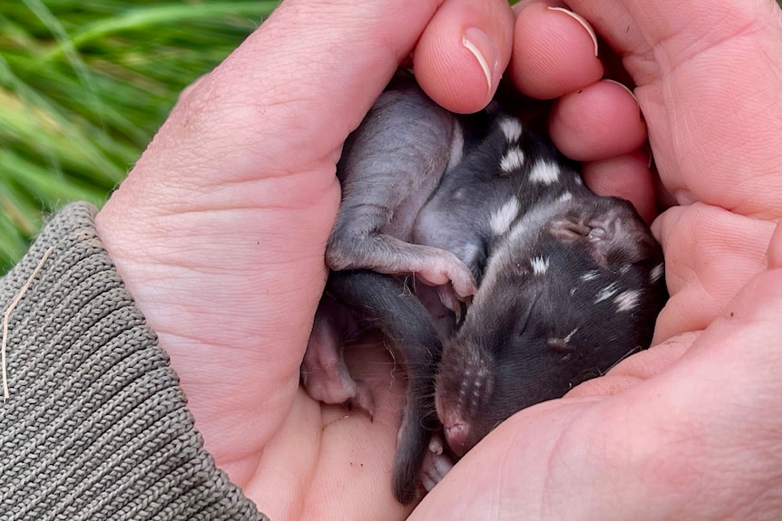 A baby quoll, brown with white spots, curled up in a person's hands.