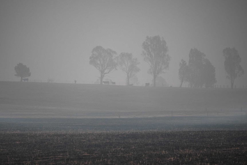 A smoky grey picture, black paddock in the foreground, silhouettes of cattle and trees on the horizon.