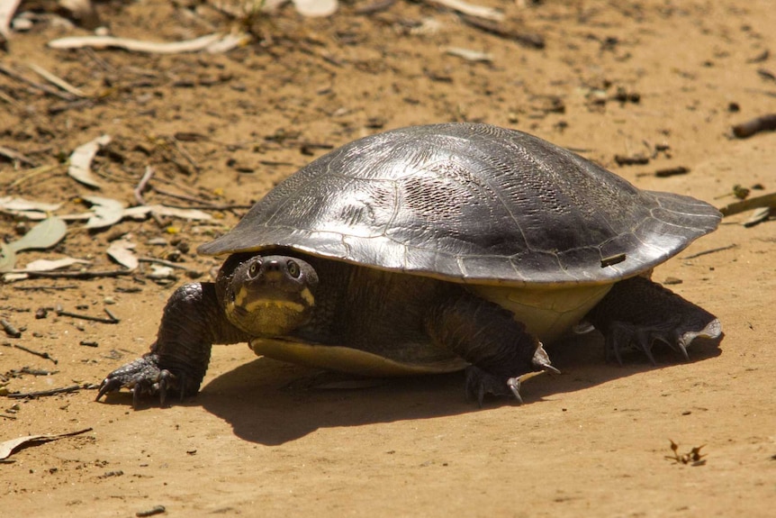 Murray River turtle