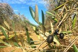 Black olives hang from a tree in a Hunter Valley olive grove