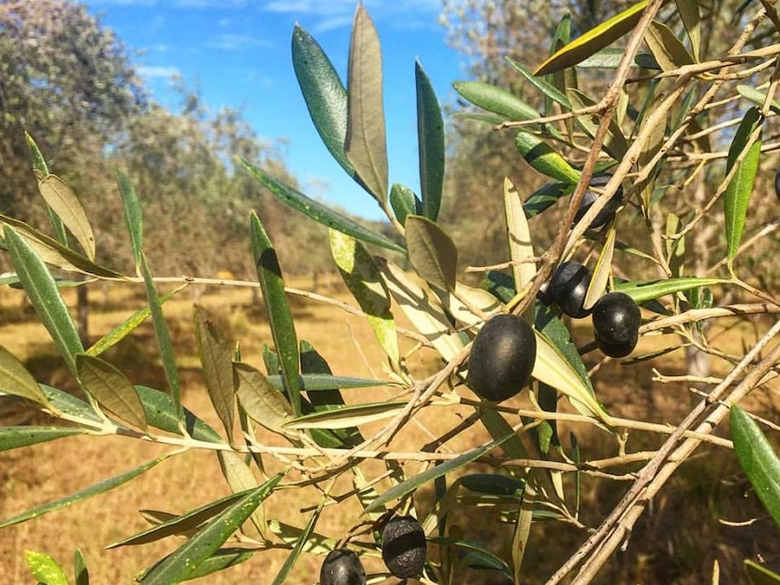 Black olives hang from a tree in a Hunter Valley olive grove