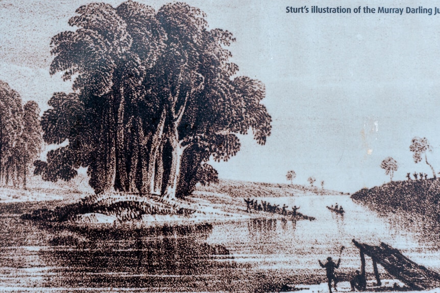 A black and white drawing of the Murray-Darling junction at Wentworth