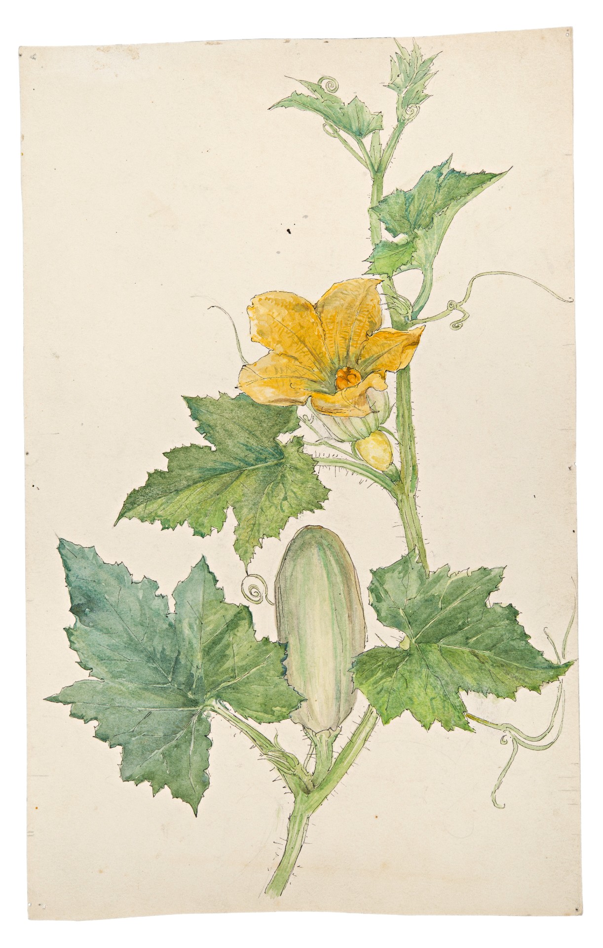 A watercolour botanical illustration of a yellow zucchini flower on a stem with four large green leaves