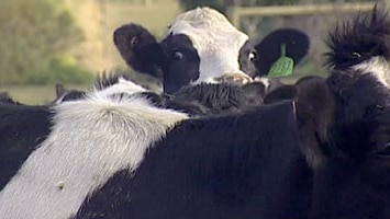 Researchers say cows could have inherited up to 25 per cent of their DNA from reptiles.