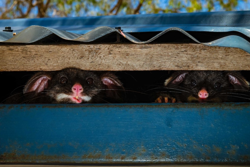 Two possums peek out of a roof