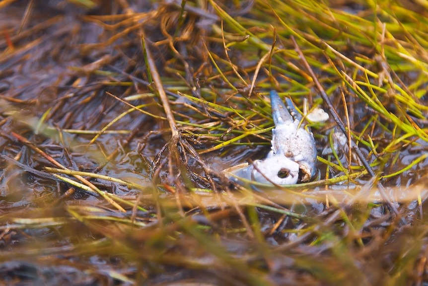 A crayfish claw sits in a puddle with flattened reeds in Kosciuszko National Park.