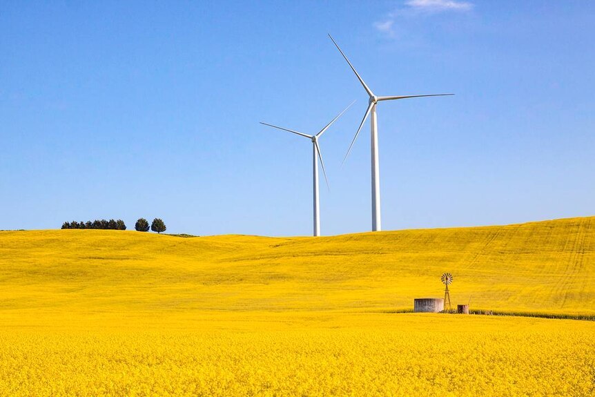 Two giant wind turbines in a field of canola