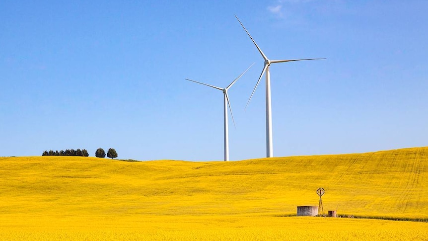 Two giant wind turbines in a field of canola