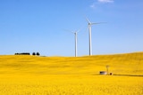 Two giant wind turbines in a field of canola