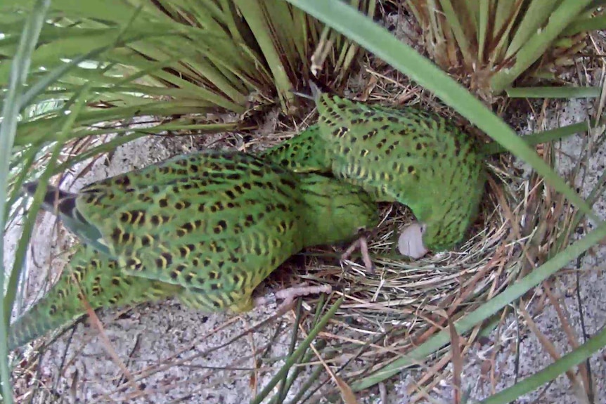 Two green parrots in a zoo pen as part of breeding program.