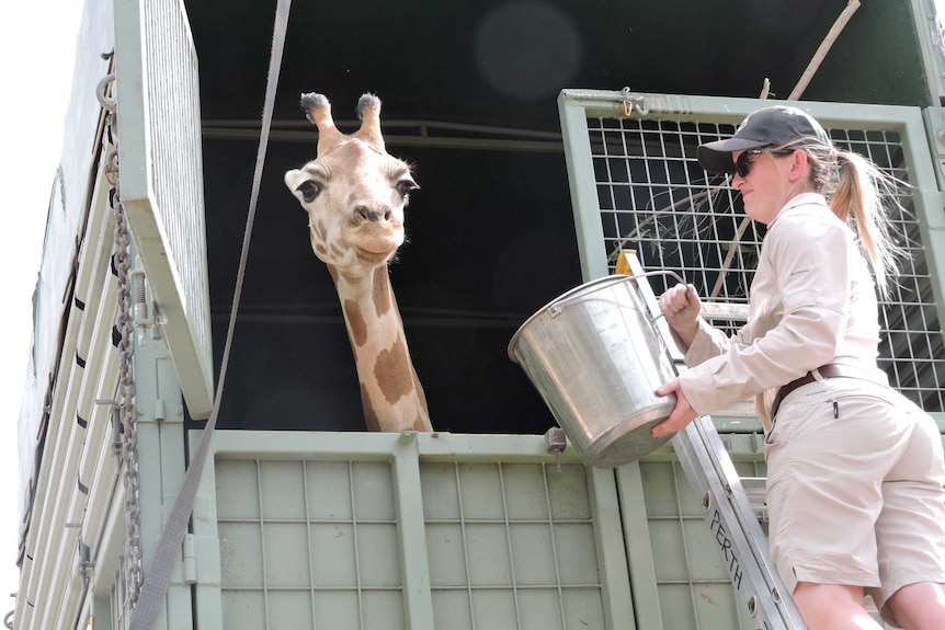 A giraffe looks over the back of the trailer it's being transported in, on its way from Adelaide to Perth in September 2017.