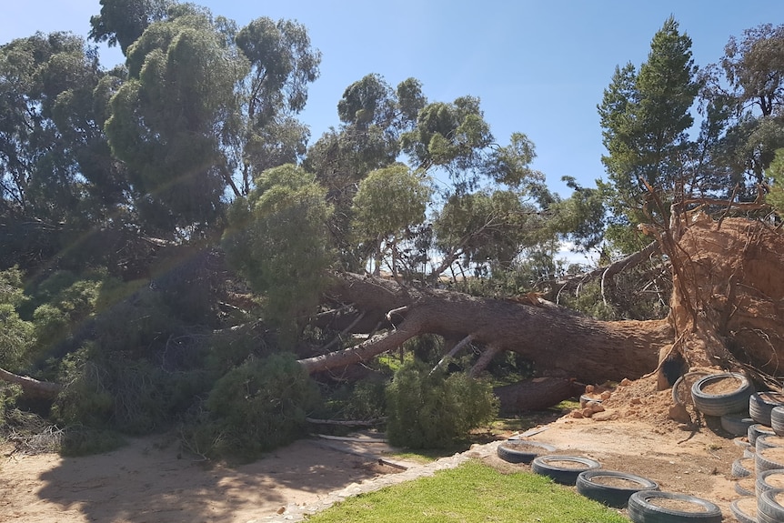 A large pine tree lies uprooted in a school ground, laying on its side under a blue sky.
