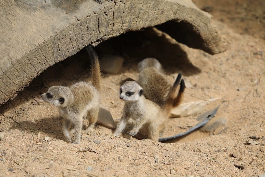 Three meerkat pups sitting under a log