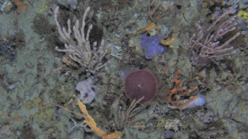 Unbleached cup sponges on sea floor.