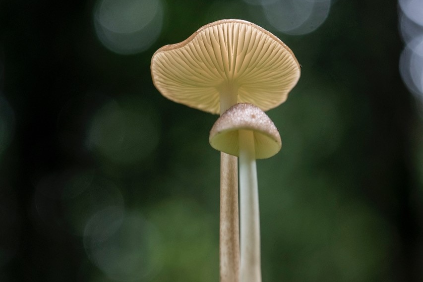 Two tall-stalked mushrooms with gills underneath visible, growing in green vegetation.