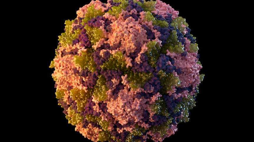 am illustration of a polio virus particle against a black background