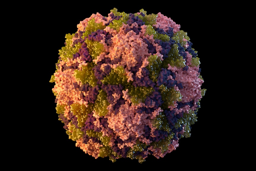 Illustration of poliovirus particles on black background