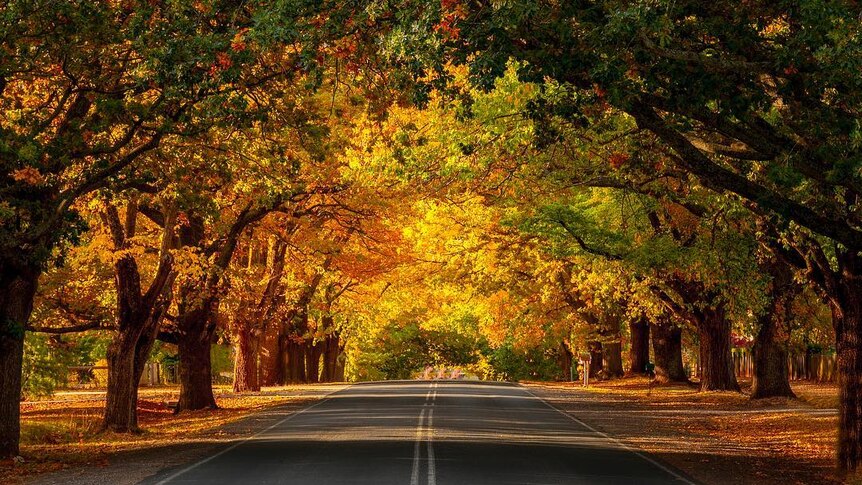 Trees in shades of yellow, gold and green frame a deserted road.